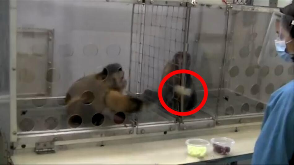 Kapuziner-Affe beschwert sich während einer Verhaltensstudie über unfaire Behandlung
