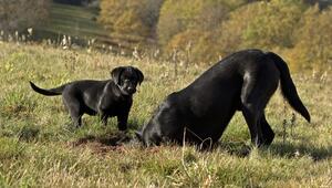 Hunde, Hunde, Graben, Erde, Loch