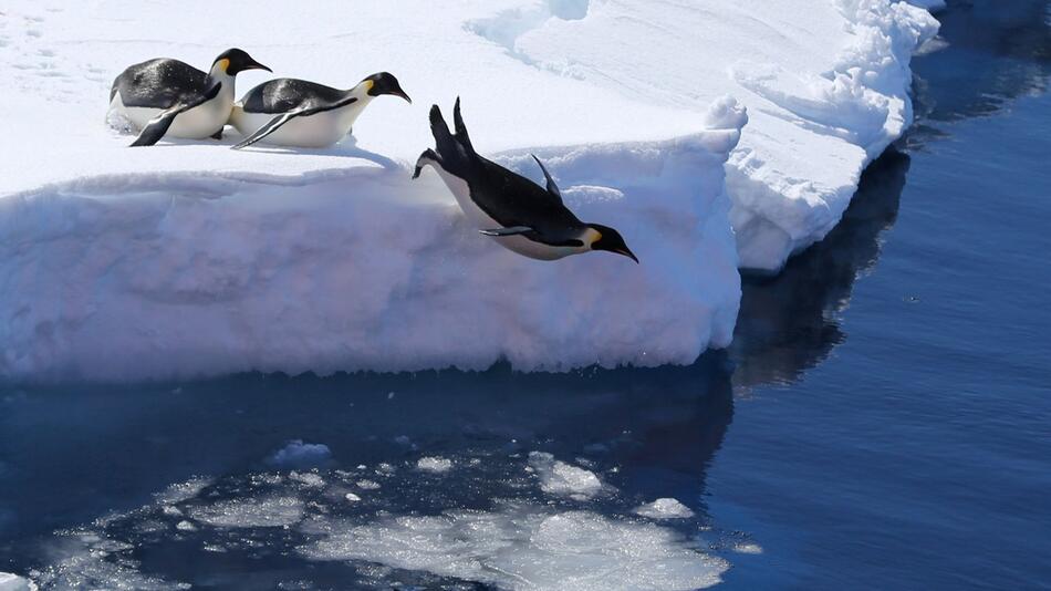 Subantarctic: Australia Quadruples Marine Protected Area