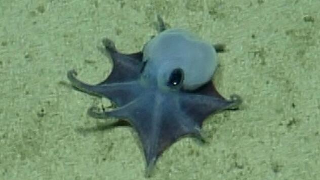 Forscher finden winzige Oktopus-Art vor den Galápagos-Inseln